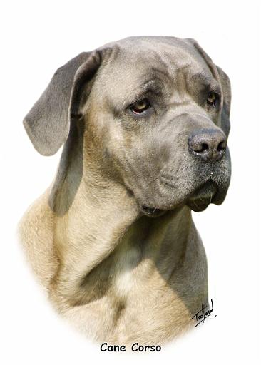Cane Corso 8R061D-09_2.jpg